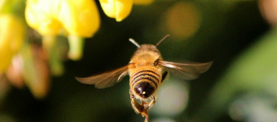 honey bee 68166 1280 honey bee 68166 1280