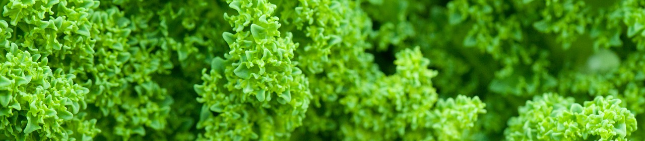 cabbage 84456 1280